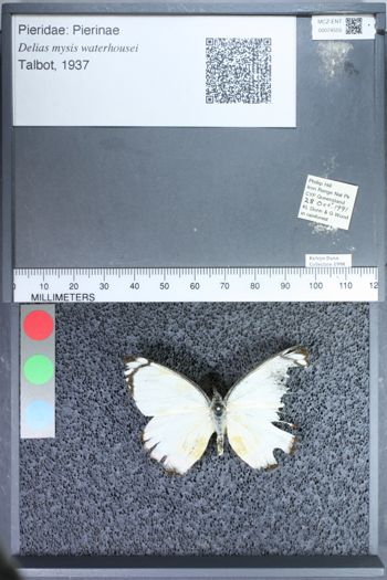 Media type: image;   Entomology 74555